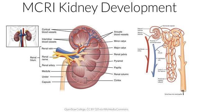 MCRI Kidney Development
OpenStax College, CC BY 3.0 via Wikimedia Commons
