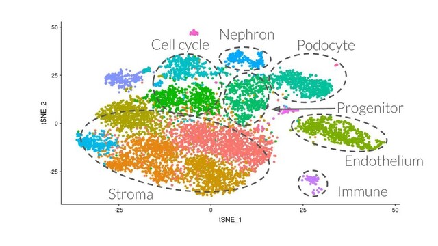 Stroma
Endothelium
Cell cycle Podocyte
Nephron
Progenitor
Immune
