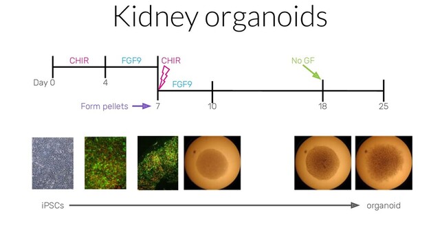 Kidney organoids
Day 0 4
7 10 18 25
CHIR FGF9
FGF9
CHIR
Form pellets
No GF
iPSCs organoid
