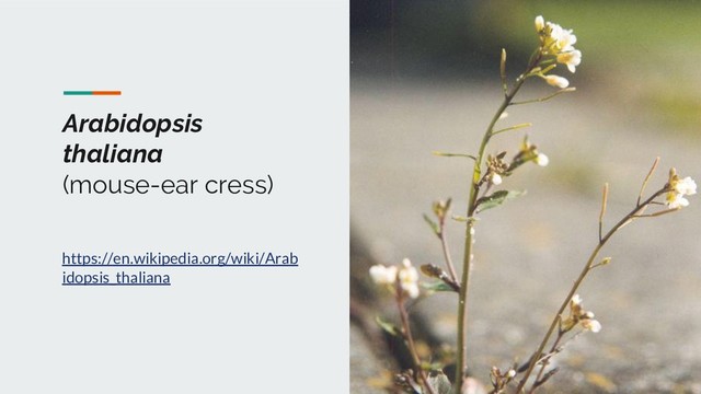 Arabidopsis
thaliana
(mouse-ear cress)
https://en.wikipedia.org/wiki/Arab
idopsis_thaliana
