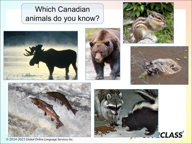 Which Canadian
animals do you know?
