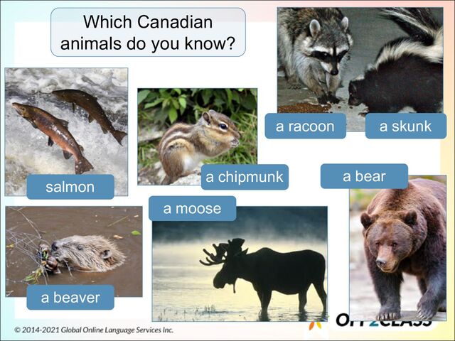 Which Canadian
animals do you know?
salmon
a beaver
a moose
a bear
a chipmunk
a racoon a skunk
