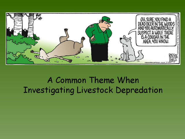 A Common Theme When
Investigating Livestock Depredation
