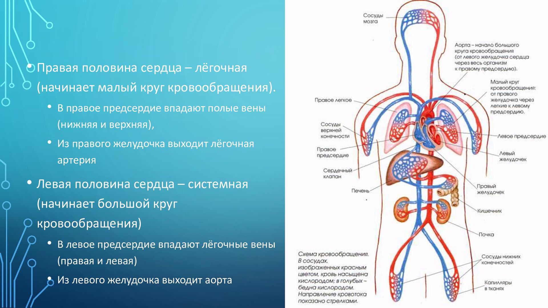 Схема кровообращения человека. Кровообращение человека схема со стрелками. Круги кровообращения человека схема. Малый круг кровообращения.