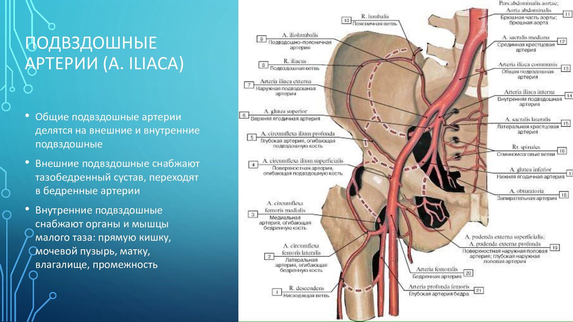 Медиальная артерия. Подвздошная артерия. Общая подвздошная артерия. Кровоснабжение внутренней подвздошной артерии. Артерии тазобедренного сустава.