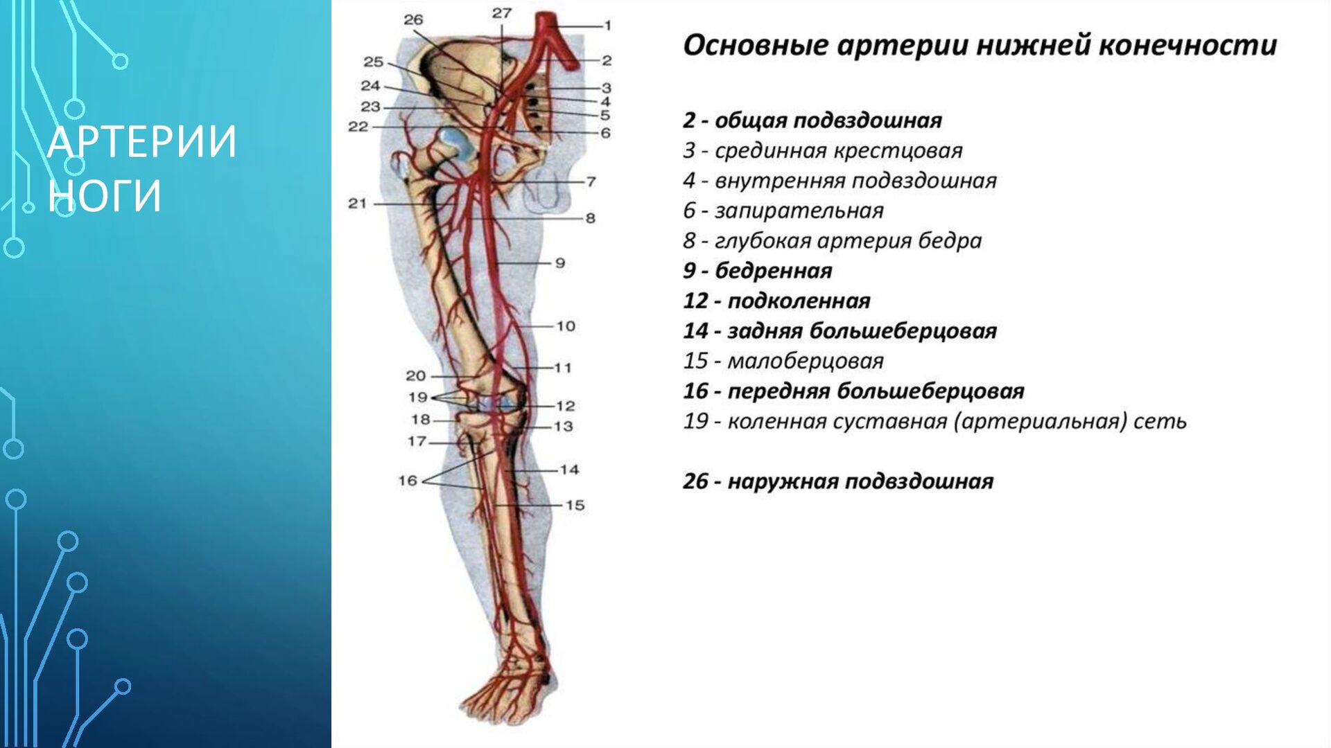 Кровообращение верхней конечности. Кровоснабжение нижней конечности схема. Артерии нижних конечностей кт анатомия. Общая бедренная артерия нижних конечностей. Артерии кровоснабжающие нижние конечности.