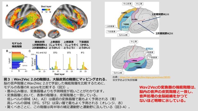 モデルの
機能階層
聴覚皮質
1次聴覚野A1
2次聴覚野A2
上側頭回
（じょうそく
とうかい）
上側頭溝
（じょうそく
とうこう）
下前頭回
（かぜん
とうかい）
IFG※
STG※
STS※
図３：Wav2Vec 2.0の階層は、大脳皮質の階層にマッピングされる。
脳の音声階層とWav2Vec 2.0で学習した機能階層を比較するために、
モデルの各層のR scoreを比較する（図3）。
・畳み込み層は、変換器層よりも予測精度が低いことがわかります。
・変換器層において、表象の階層は、皮質階層と一致している。
低レベルの領域（A1、A2）は最初の変換器層で最もよく予測される（青）
高レベルの領域（IFG、STS）は深い層で最もよく予測される（オレンジ、赤）
・驚くべきことに、この階層は両半球の補足運動野と運動野に及んでいる（図3-A）。
Wav2Vecの変換層の機能階層は、
脳内の音声の皮質階層と一致し、
音声処理の全脳組織をかつて
ないほど明瞭に示している。
1次聴覚野A1※
2次聴覚野A2※
出典：https://xn--o1qq22cjlllou16giuj.jp/archives/38595
※文字および矢印加筆
