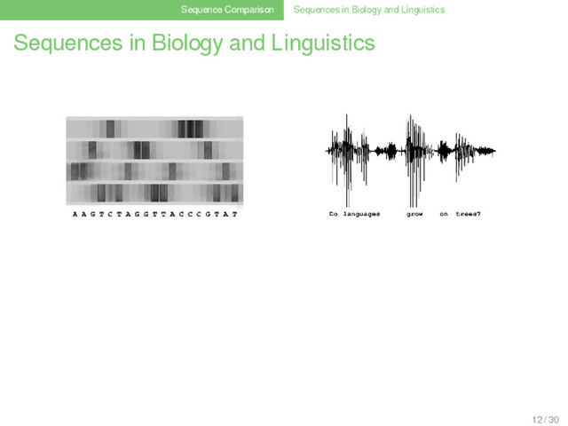 Sequence Comparison Sequences in Biology and Linguistics
Sequences in Biology and Linguistics
12 / 30
