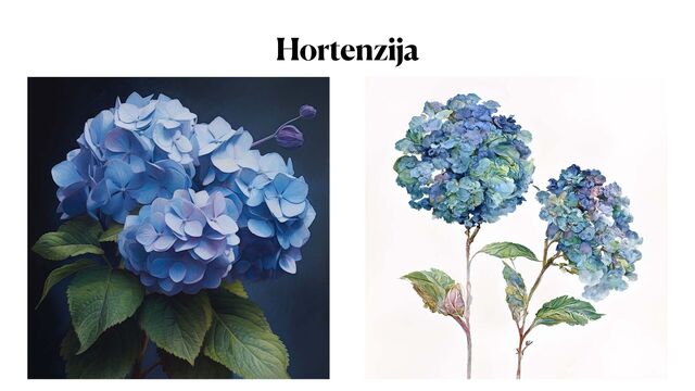 Hortenzija
