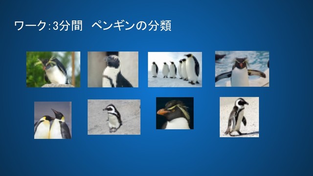 ワーク：3分間　ペンギンの分類 
