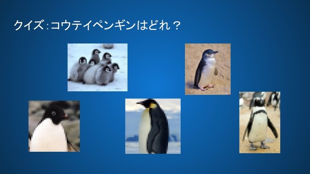 クイズ：コウテイペンギンはどれ？ 
