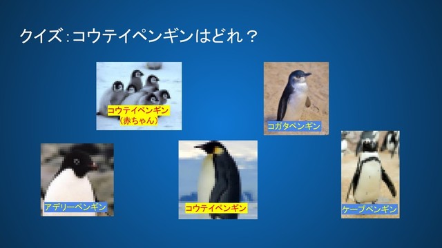 クイズ：コウテイペンギンはどれ？ 
コウテイペンギン 
(赤ちゃん) 
ケープペンギン 
コウテイペンギン 
コガタペンギン 
アデリーペンギン 
