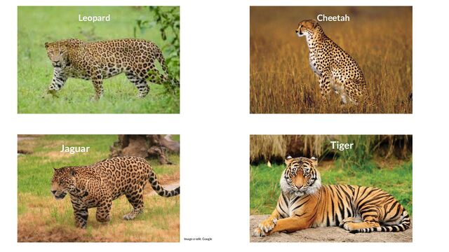 Leopard Cheetah
Jaguar Tiger
Image credit: Google
