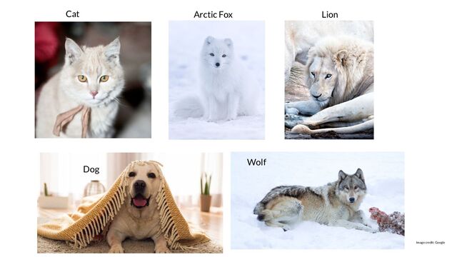 Cat Lion
Dog
Arctic Fox
Wolf
Image credit: Google
