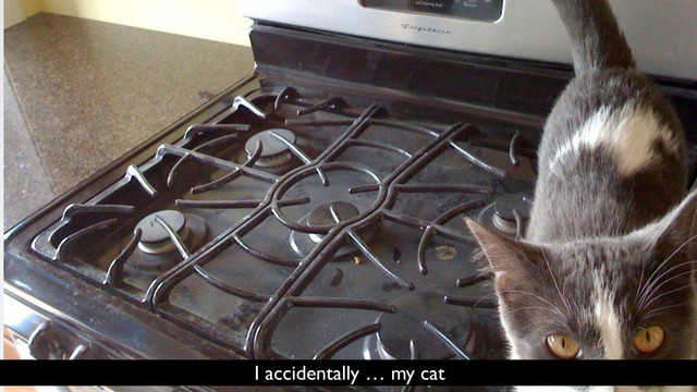 I accidentally … my cat
