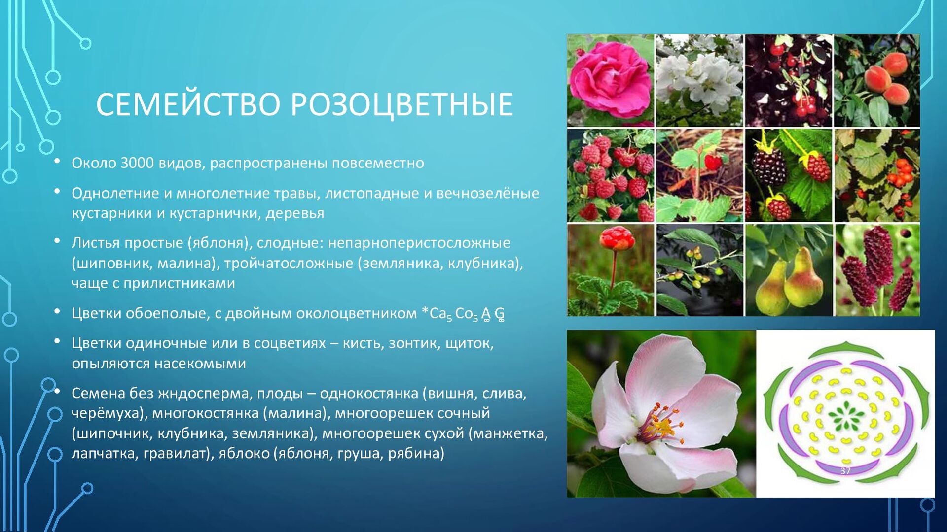 Семейство розоцветные форма