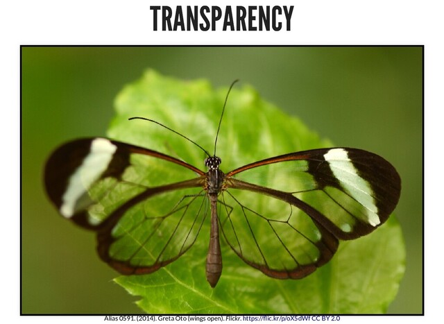 TRANSPARENCY
TRANSPARENCY
Alias 0591. (2014). Greta Oto (wings open). Flickr. https:// ic.kr/p/oX5dWf CC BY 2.0
