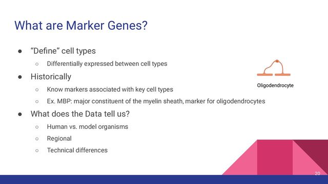 What are Marker Genes?
● “Deﬁne” cell types
○ Differentially expressed between cell types
● Historically
○ Know markers associated with key cell types
○ Ex. MBP: major constituent of the myelin sheath, marker for oligodendrocytes
● What does the Data tell us?
○ Human vs. model organisms
○ Regional
○ Technical differences
20
