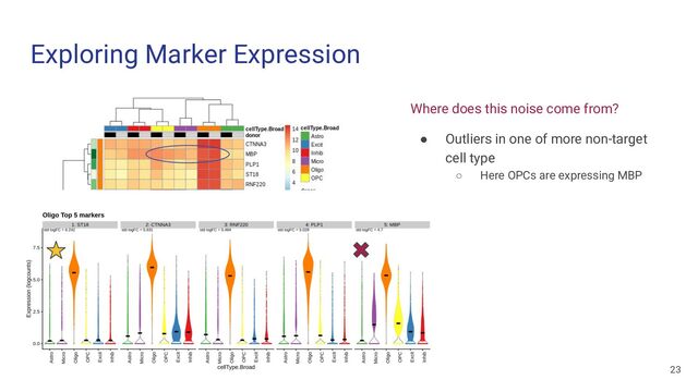 Exploring Marker Expression
Where does this noise come from?
● Outliers in one of more non-target
cell type
○ Here OPCs are expressing MBP
23
