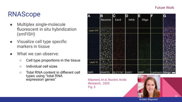 RNAScope
● Multiplex single-molecule
ﬂuorescent in situ hybridization
(smFISH)
● Visualize cell type speciﬁc
markers in tissue
● What we can observe:
○ Cell type proportions in the tissue
○ Individual cell sizes
○ Total RNA content in different cell
types using “total RNA
expression genes” Maynard, et al, Nucleic Acids
Research, 2020
Fig. 5
Future Work
Kristen Maynard
38
Neurons Excit Inhib Oligo
