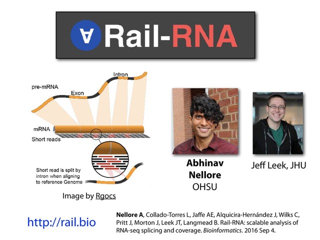 Abhinav
Nellore
OHSU
Jeﬀ Leek, JHU
http://rail.bio Nellore A, Collado-Torres L, Jaﬀe AE, Alquicira-Hernández J, Wilks C,
Pritt J, Morton J, Leek JT, Langmead B. Rail-RNA: scalable analysis of
RNA-seq splicing and coverage. Bioinformatics. 2016 Sep 4.
Image by Rgocs
