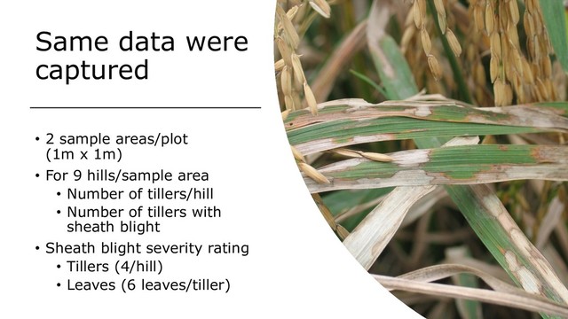Same data were
captured
• 2 sample areas/plot
(1m x 1m)
• For 9 hills/sample area
• Number of tillers/hill
• Number of tillers with
sheath blight
• Sheath blight severity rating
• Tillers (4/hill)
• Leaves (6 leaves/tiller)
