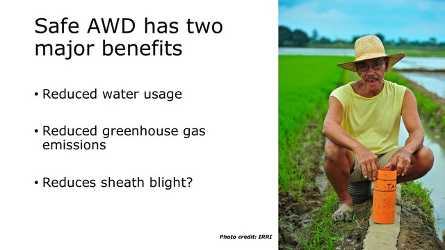 Safe AWD has two
major benefits
• Reduced water usage
• Reduced greenhouse gas
emissions
• Reduces sheath blight?
Photo credit: IRRI
