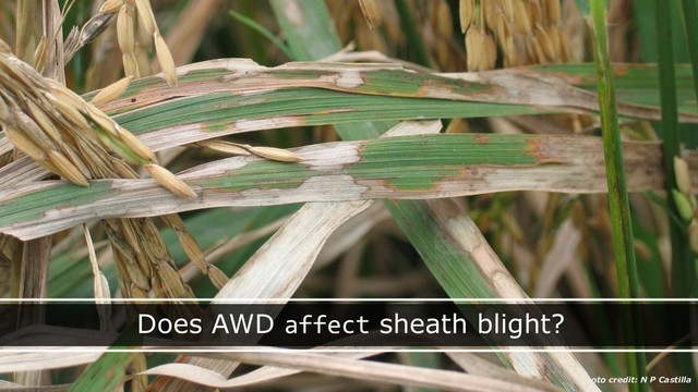 Does AWD affect sheath blight?
Photo credit: N P Castilla
