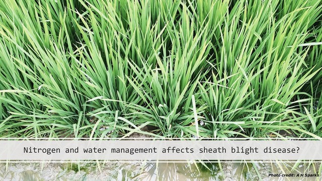 Nitrogen and water management affects sheath blight disease?
Photo credit: A H Sparks
