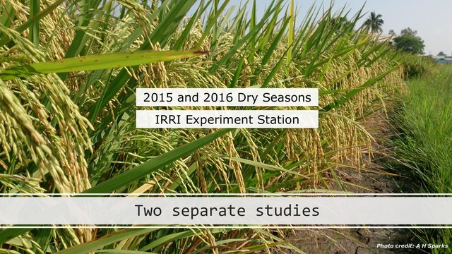 Two separate studies
2015 and 2016 Dry Seasons
IRRI Experiment Station
Photo credit: A H Sparks
