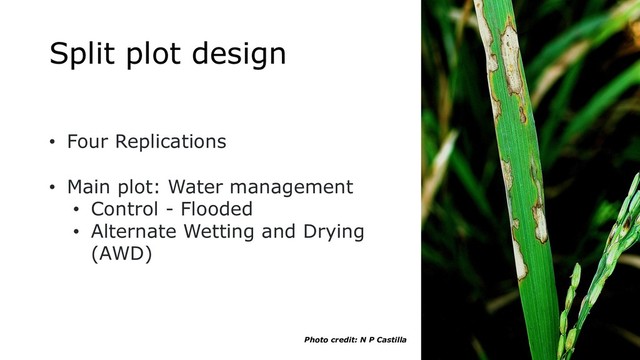 Split plot design
• Four Replications
• Main plot: Water management
• Control - Flooded
• Alternate Wetting and Drying
(AWD)
Photo credit: N P Castilla
