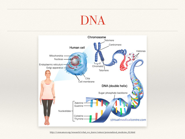 DNA
http://cisncancer.org/research/what_we_know/omics/personalized_medicine_02.html
