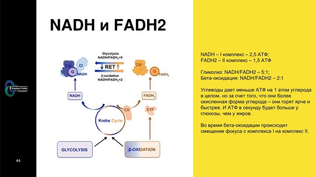 44
NADH и FADH2
NADH – I комплекс – 2,5 АТФ;
FADH2 – II комплекс – 1,5 АТФ
Гликолиз: NADH/FADH2 – 5:1;
Бета-оксидация: NADH/FADH2 – 2:1
Углеводы дает меньше АТФ на 1 атом углерода
в целом, но за счет того, что они более
окисленная форма углерода – они горят ярче и
быстрее. И АТФ в секунду будет больше у
глюкозы, чем у жиров.
Во время бета-оксидации происходит
смещение фокуса с комплекса I на комплекс II.
