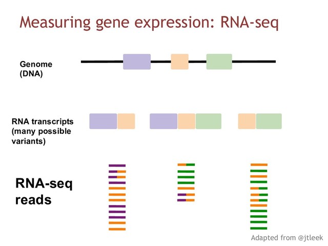 RNA-seq
reads
Genome
(DNA)
RNA transcripts
(many possible
variants)
Measuring gene expression: RNA-seq
Adapted from @jtleek
