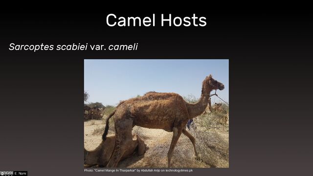 Camel Hosts
Sarcoptes scabiei var. cameli
Photo: "Camel Mange In Tharparkar" by Abdullah Arijo on technologytimes.pk
