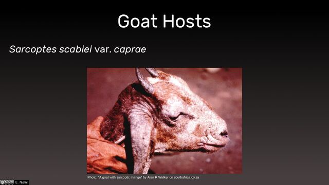 Goat Hosts
Sarcoptes scabiei var. caprae
Photo: "A goat with sarcoptic mange" by Alan R Walker on southafrica.co.za
