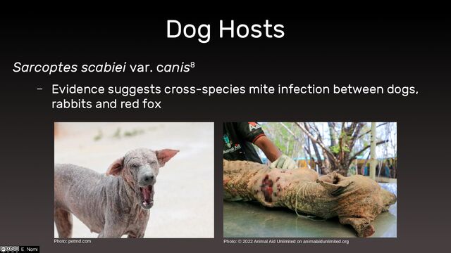 Dog Hosts
Sarcoptes scabiei var. canis8
– Evidence suggests cross-species mite infection between dogs,
rabbits and red fox
Photo: © 2022 Animal Aid Unlimited on animalaidunlimited.org
Photo: petmd.com
