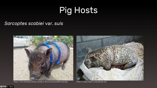 Pig Hosts
Sarcoptes scabiei var. suis
Photo: © The Peninsula Humane Society & SPCA on koit.com/96-5-koit-blog Photo: © Caters News on storytrender.com
