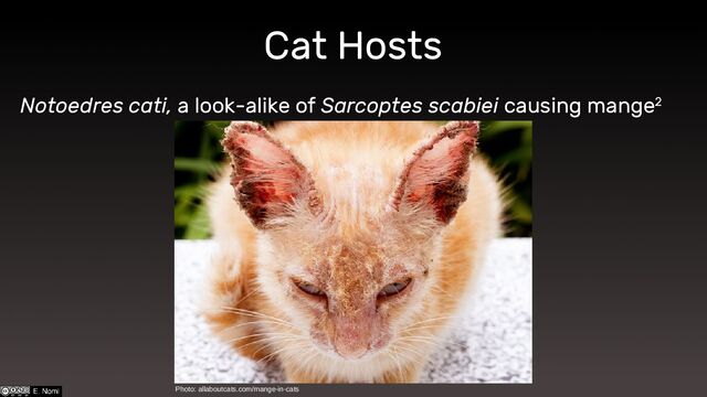 Cat Hosts
Notoedres cati, a look-alike of Sarcoptes scabiei causing mange2
Photo: allaboutcats.com/mange-in-cats
