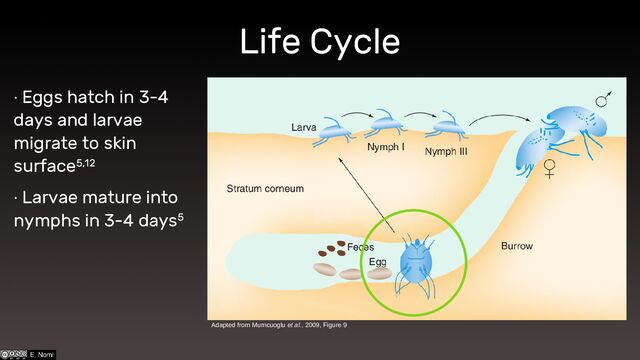 ∙ Eggs hatch in 3-4
days and larvae
migrate to skin
surface5,12
∙ Larvae mature into
nymphs in 3-4 days5
Life Cycle
Adapted from Mumcuoglu et al., 2009, Figure 9
