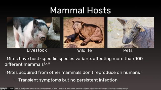 Mammal Hosts
∙ Mites have host-specific species variants affecting more than 100
different mammals3,4,5
∙ Mites acquired from other mammals don’t reproduce on humans1
– Transient symptoms but no persistent infection
Livestock Wildlife Pets
Photos: hobbyfarms.com/how-can-i-treat-pig-mites, © Joan Collins from https://www.adirondackexplorer.org/stories/bear-mange, toplapdogs.com/dog-mange/
