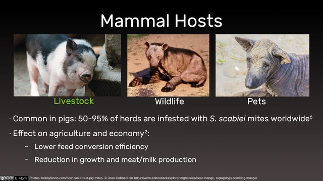 Mammal Hosts
∙ Common in pigs: 50-95% of herds are infested with S. scabiei mites worldwide6
∙ Effect on agriculture and economy2:
– Lower feed conversion efficiency
– Reduction in growth and meat/milk production
Livestock Wildlife Pets
Photos: hobbyfarms.com/how-can-i-treat-pig-mites, © Joan Collins from https://www.adirondackexplorer.org/stories/bear-mange, toplapdogs.com/dog-mange/

