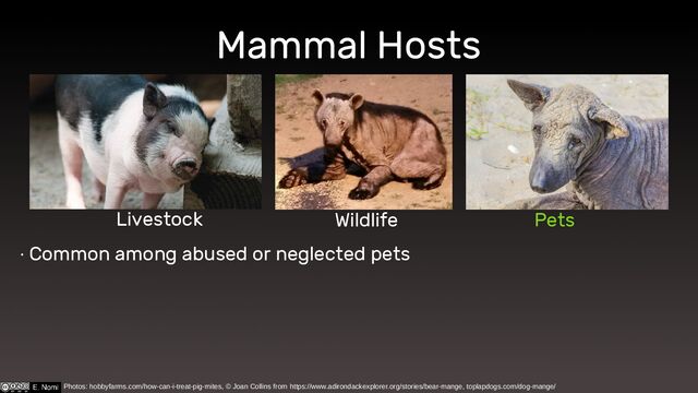 Mammal Hosts
∙ Common among abused or neglected pets
Livestock Wildlife Pets
Photos: hobbyfarms.com/how-can-i-treat-pig-mites, © Joan Collins from https://www.adirondackexplorer.org/stories/bear-mange, toplapdogs.com/dog-mange/
