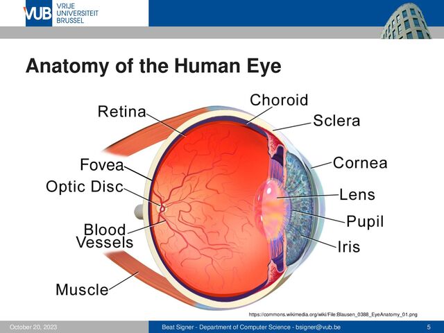 Beat Signer - Department of Computer Science - bsigner@vub.be 5
October 20, 2023
Anatomy of the Human Eye
https://commons.wikimedia.org/wiki/File:Blausen_0388_EyeAnatomy_01.png
Fovea
