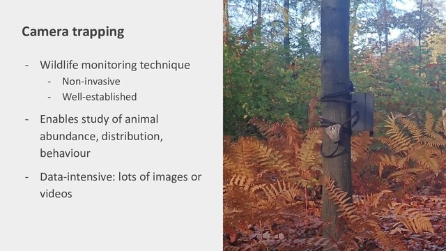- Wildlife monitoring technique
- Non-invasive
- Well-established
- Enables study of animal
abundance, distribution,
behaviour
- Data-intensive: lots of images or
videos
Camera trapping
