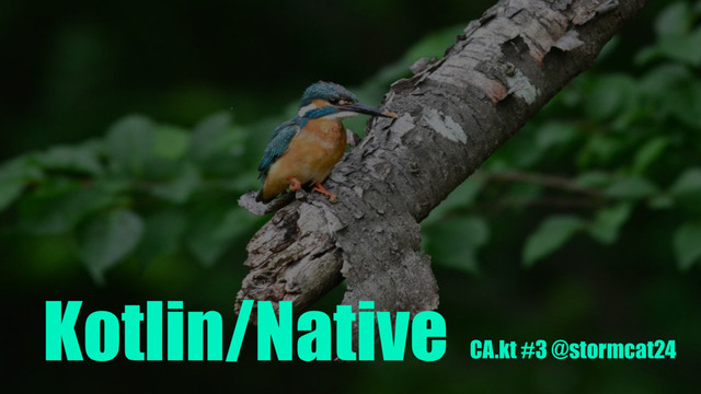 Kotlin/Native
CA.kt #3 @stormcat24
