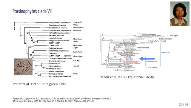 Potter et al. 1997 - Little green balls
Moon et al. 2001 - Equatorial Pacific
Prasinophytes clade VII
Potter, D., Lajeunesse, T.C., Saunders, G.W. & Andersen, R.A. 1997. Biodivers. Conserv. 6:99–107.
Moon-van der Staay, S.Y., De Wachter, R. & Vaulot, D. 2001. Nature. 409:607–10.
24 / 46

