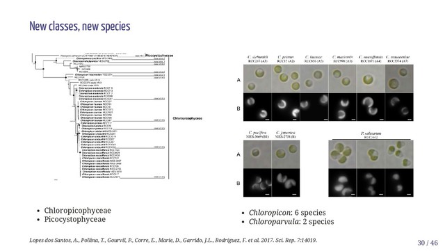 Chloropicophyceae
Picocystophyceae
Chloropicon: 6 species
Chloroparvula: 2 species
New classes, new species
Lopes dos Santos, A., Pollina, T., Gourvil, P., Corre, E., Marie, D., Garrido, J.L., Rodríguez, F. et al. 2017. Sci. Rep. 7:14019. 30 / 46
