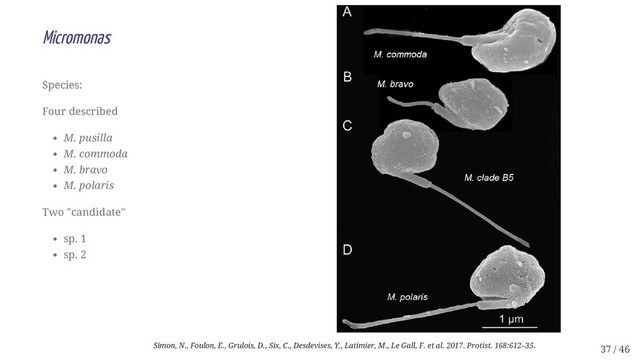 Species:
Four described
M. pusilla
M. commoda
M. bravo
M. polaris
Two "candidate"
sp. 1
sp. 2
Micromonas
Simon, N., Foulon, E., Grulois, D., Six, C., Desdevises, Y., Latimier, M., Le Gall, F. et al. 2017. Protist. 168:612–35. 37 / 46
