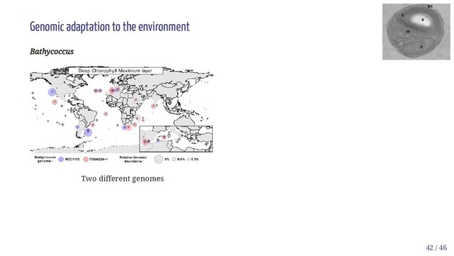 Two different genomes
Genomic adaptation to the environment
Bathycoccus
Bathycoccus
42 / 46
